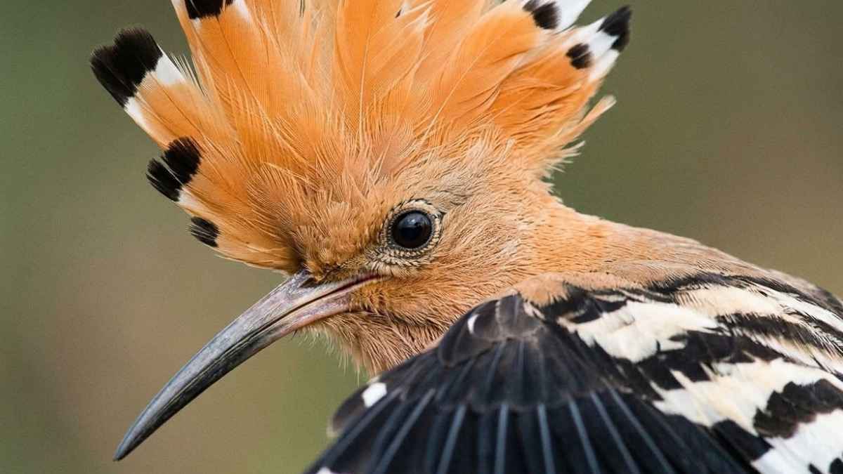 Analisis Penelusuran dan Ekologi Burung Hud-Hud: Dokumentasi Lapangan, Konteks Biogeografi, dan Restorasi Habitat oleh E