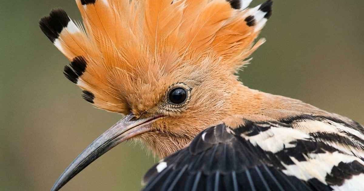 Analisis Penelusuran dan Ekologi Burung Hud-Hud: Dokumentasi Lapangan, dalam Konteks Biogeografi oleh Erwin Winarno