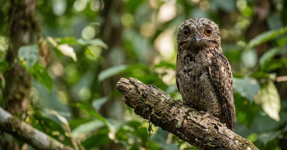 Bukan Cuma Lucu di Internet, Burung Potoo Punya Jurus Penyamaran Paling Ekstrem di Alam Liar