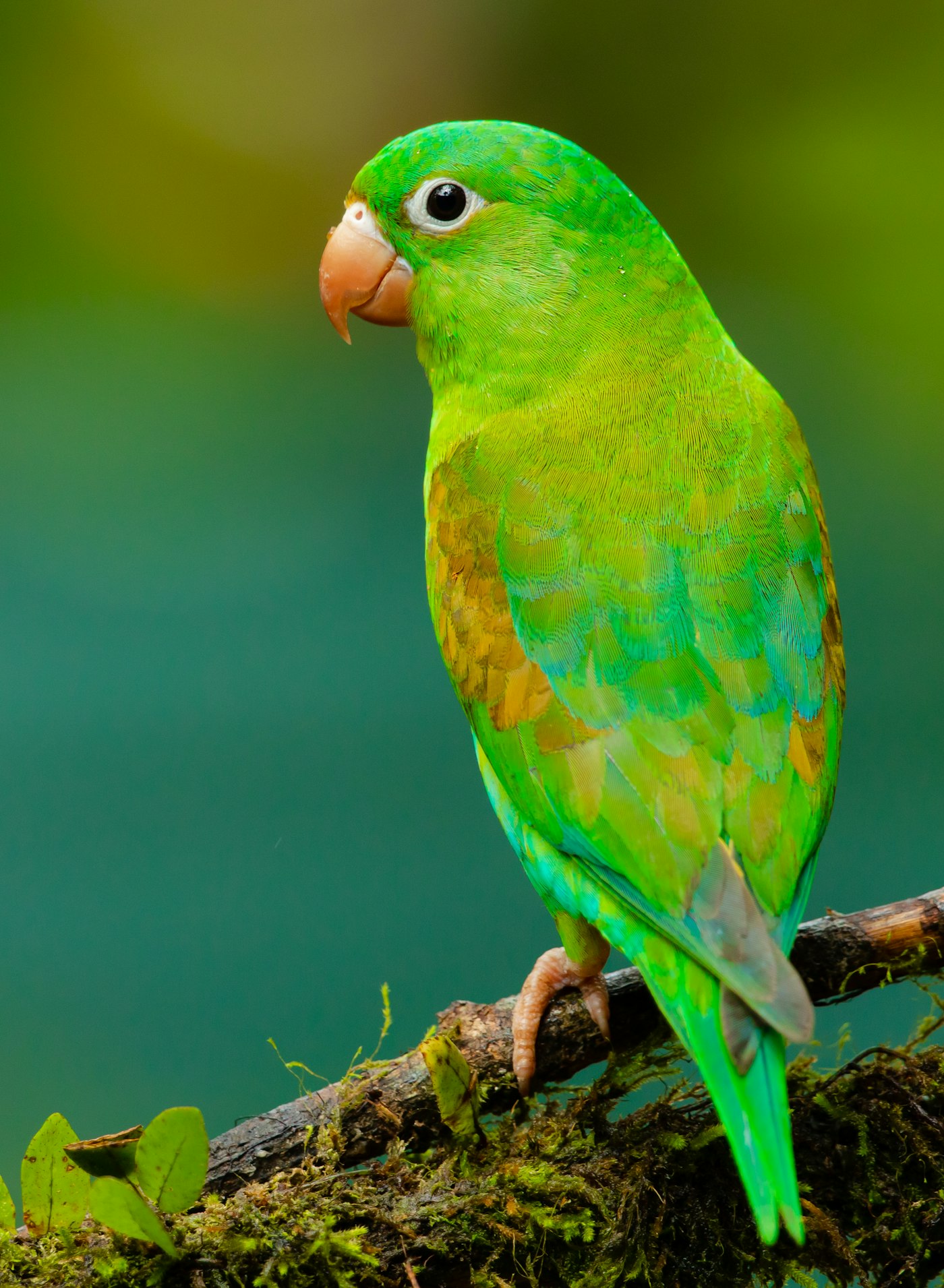 Simposium Ornitologi & Konservasi Avifauna Nusantara