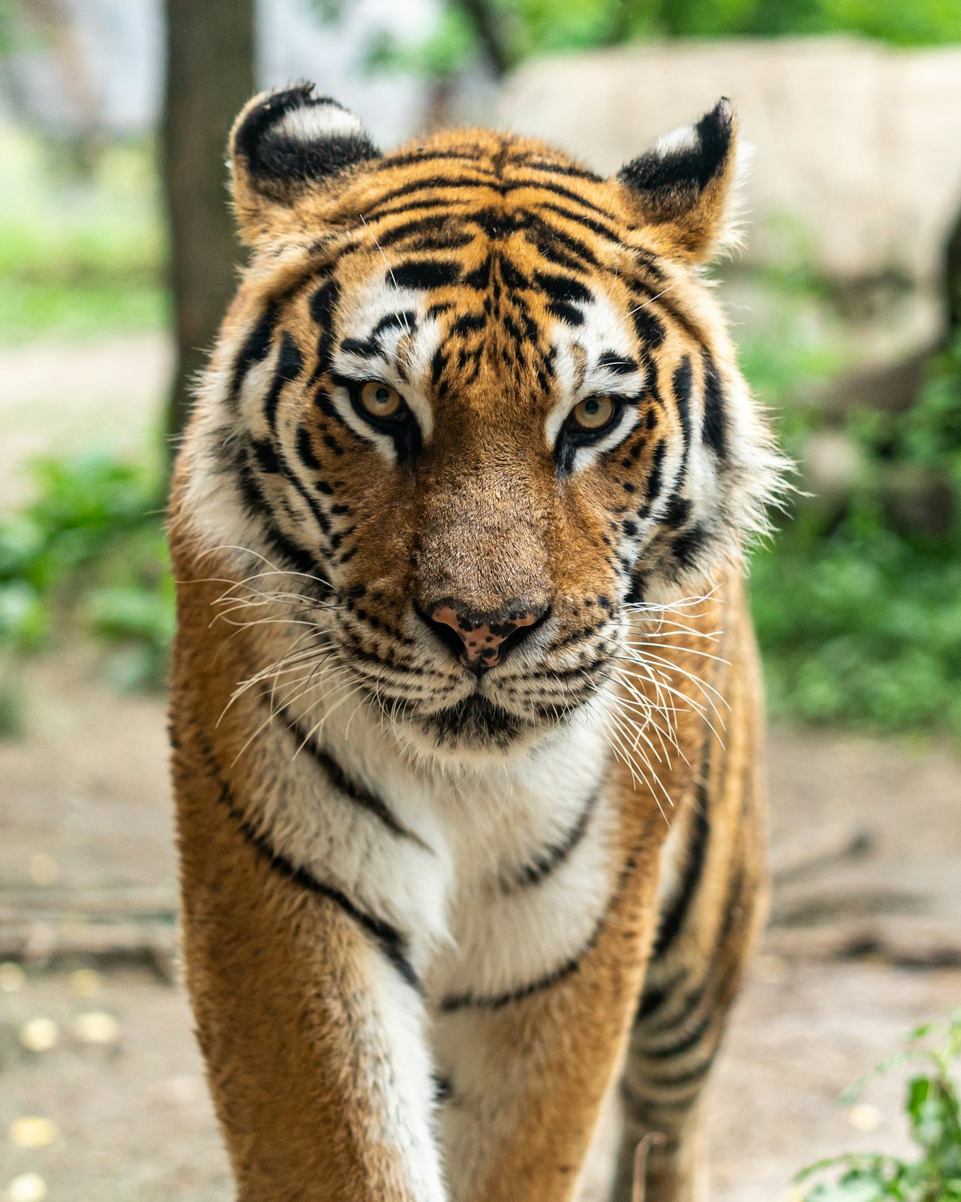 Jejak Harimau Sumatra di Koridor Rimba Riau: Menjaga Habitat dari Fragmentasi