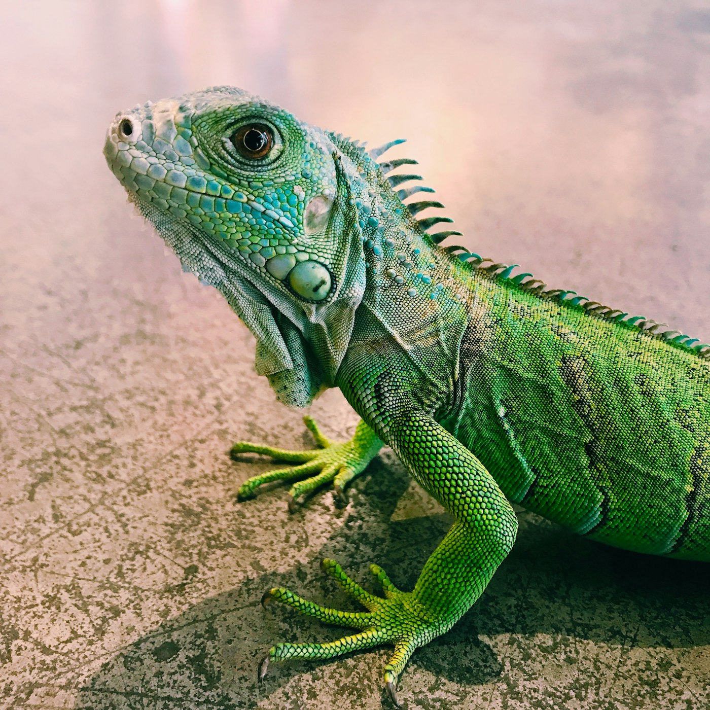 Katak Pohon Mutiara (Nyctixalus margaritifer): Bioindikator Kejernihan Udara Pegunungan Jawa